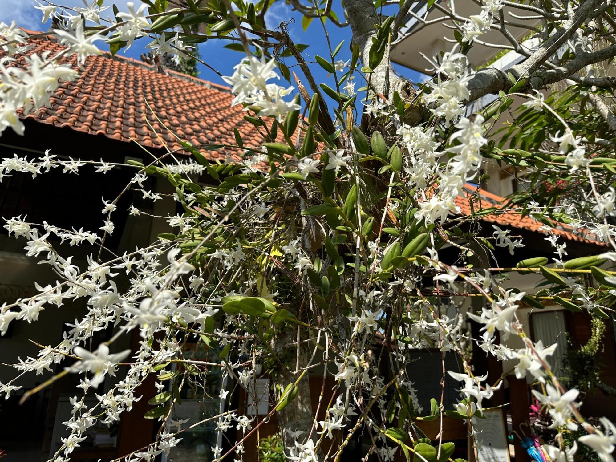Brata Cottage Ubud ภายนอก รูปภาพ